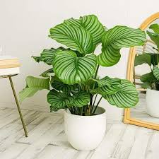 Calathea plante populaire