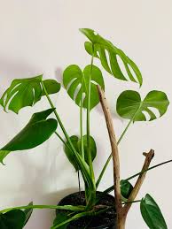 Monstera plante populaire