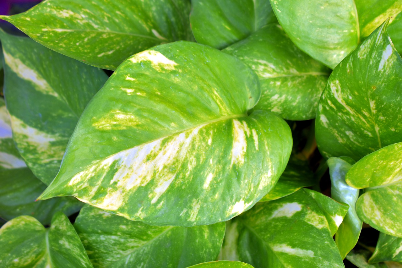 Pothos plante populaire
