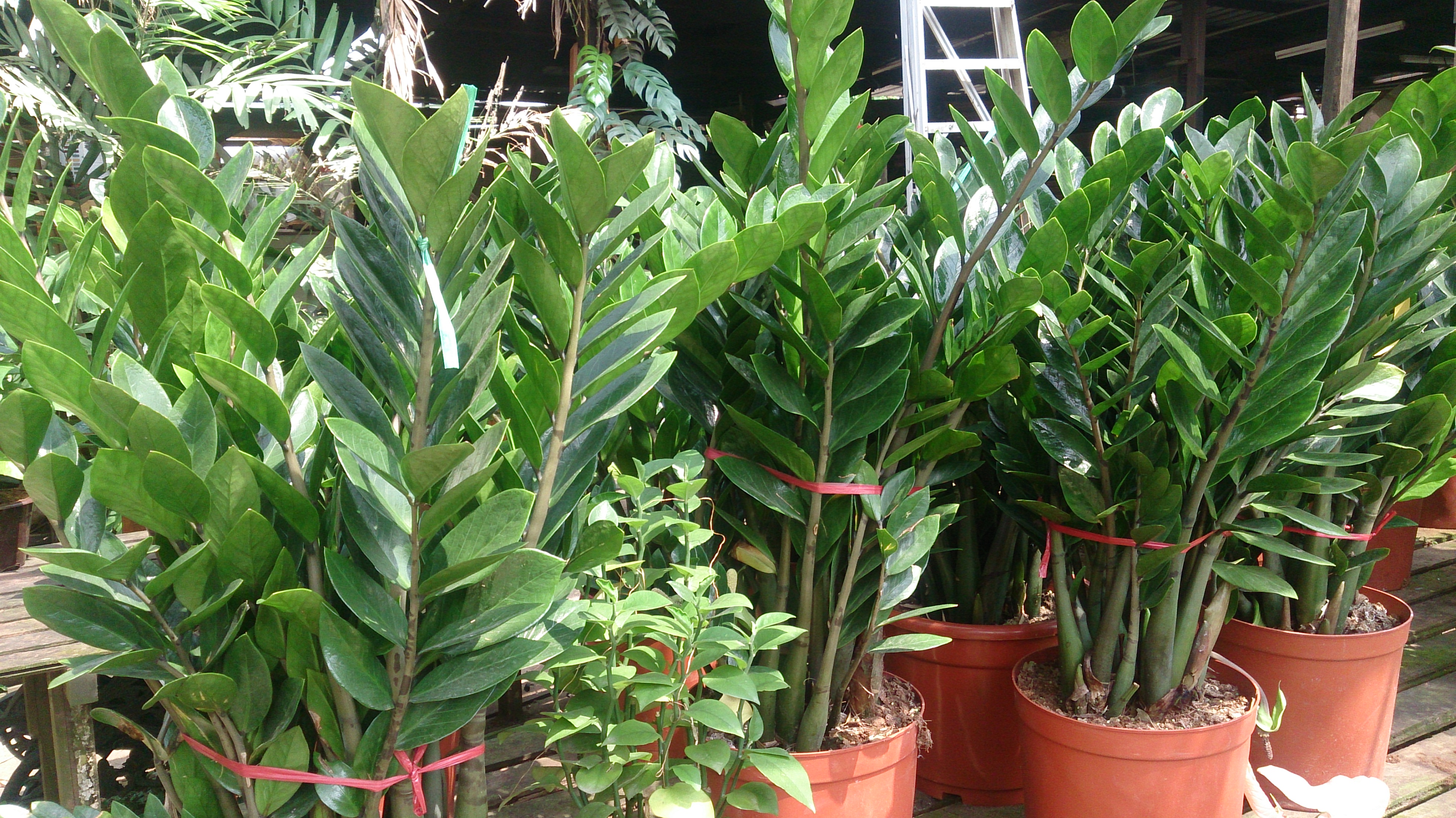Zamioculcas plante populaire